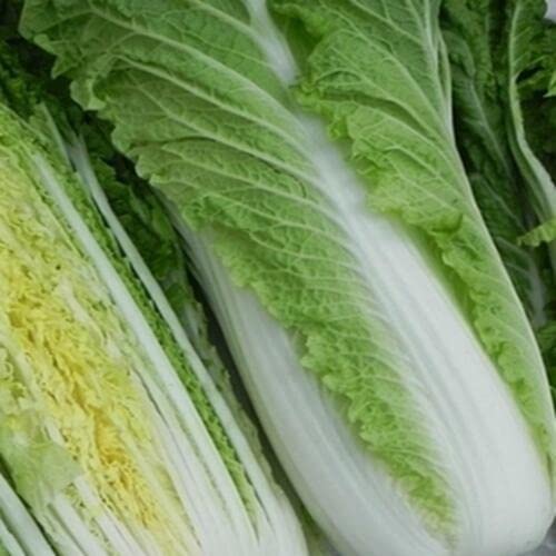 240 Seeds of Chinese Cabbage Michihili Vegetable