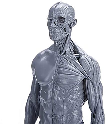 Modèle humain d'anatomie de 30 cm avec structure musculaire et osseuse pour étudiant