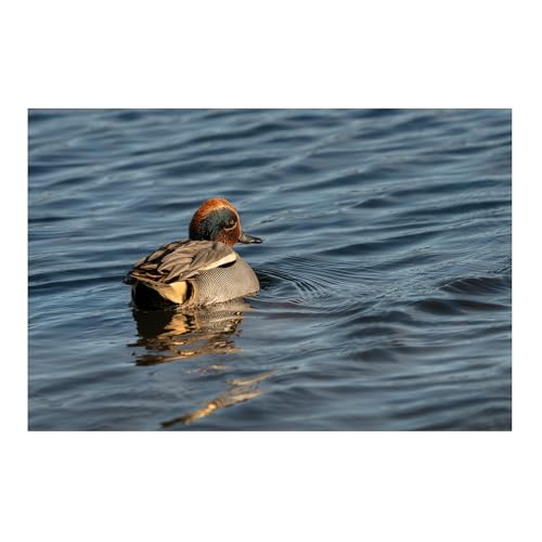 Image of 300-600mm F4 DG OS | Sports