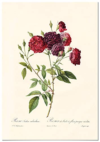 Panorama Póster Rosa Borgoña Vintage 21x30cm - Impreso en Papel de 250gr - Cuadros Modernos Decoración Salón y Dormitorio - Láminas Decorativas