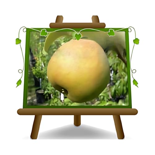 EURO PLANTS VIVAI Poirier Passe Crassana plante fruitière ancienne en pot 26 cm hauteur maximale 180 cm - Âge 4 ans