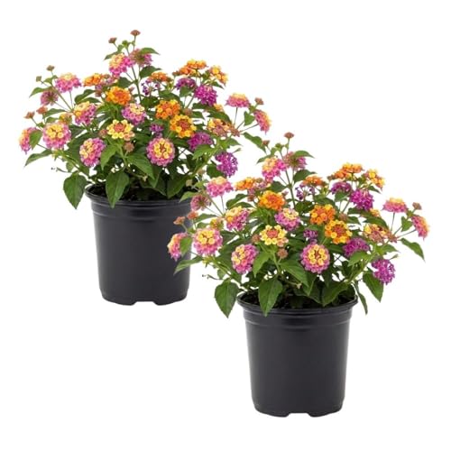 Set 2 Mixed Color Lantana Live Plant 4-6 Inches Tall Lantana Plant Live Trailing Lantanas Plants Fragrant Flowers Seedlings Perennial Flowers Plants for Your Garden