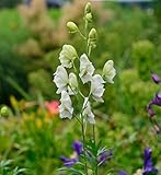 max Wuchsgröße: 120cm Eisenhut Album - Aconitum napellus Album - Gartenpflanze