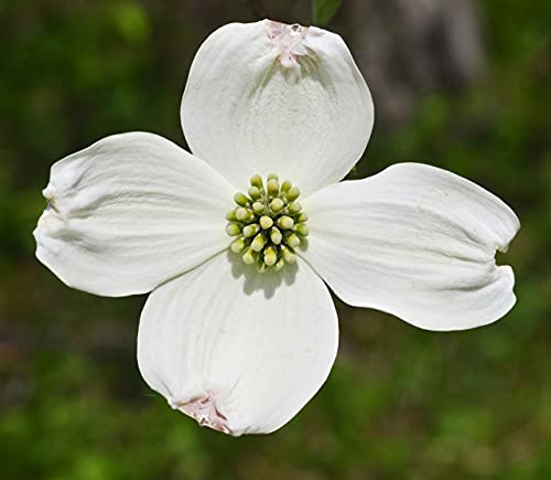 Flowering Dogwood | Tree Seed Grow Kit | The Jonsteen Company #TOP3