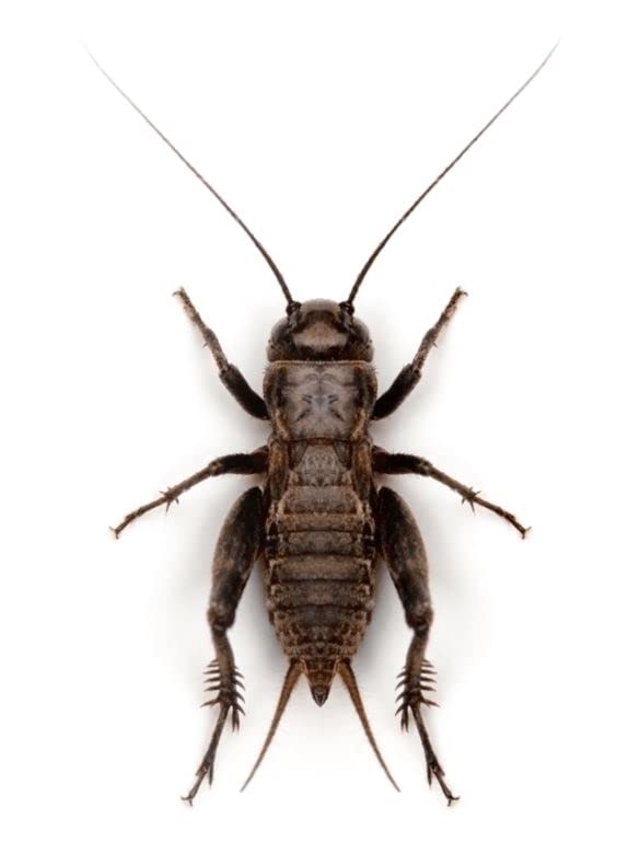 Swell Reptiles Micro Live Black Crickets for Reptiles 1mm-3mm. 500 Pre-Pack of Crickets to Serve as Live Food for Reptiles