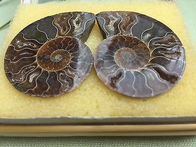 V VERVOX Ammonite Fossil Pair in Bamboo Gift Box Ammonite Fossil Specimen Madagascar