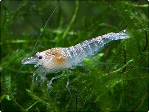 5 Ghost Bee White Crystal Bee Live Freshwater Aquarium Shrimp 0.5-1.0 inch