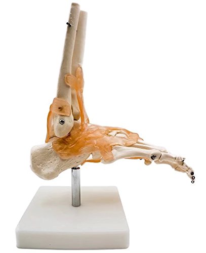 BoNew-Oral Life Size Foot Joint with Ligaments Anatomical Skeleton Model - Medical Anatomy