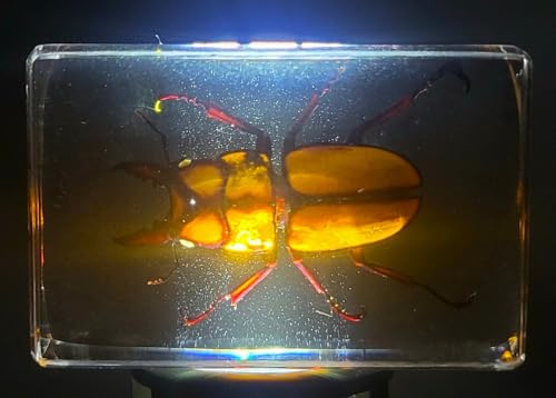 Image of 44mm Real Golden Black Stag Beetle in Crystal Clear Lucite Resin Specimen Preserved Insect Bugs Taxidermy Crafts Collection for Biology Science Education & Desk Ornament Display Supplies Paperweight