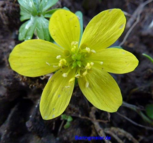210 Blumenzwiebeln Mischung Krokus Winterling Scilla Augen und Bienenweide