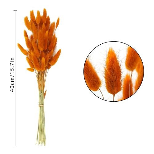 Orange Bunny Tails flores secas naturales 120 piezas miniatura 2