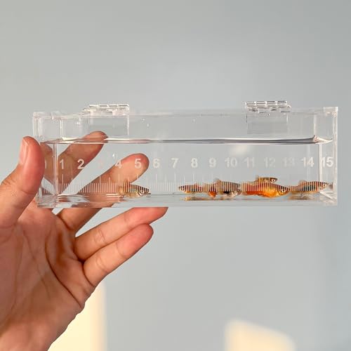 Image of Fish Viewing Box Container with Lid and Scale, Acrylic Portable Fishing Mini Aquarium, Small Fish Breeder Hatching Boxes, Safe Tank Case for Breeding Egg Photo Isolation Outdoor Indoor