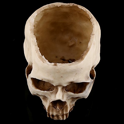 FTVOGUE Resin Skull Head Design Flower Pot Planter Container Skeleton Model Set Props Table Decor Halloween Decoration - Image 2