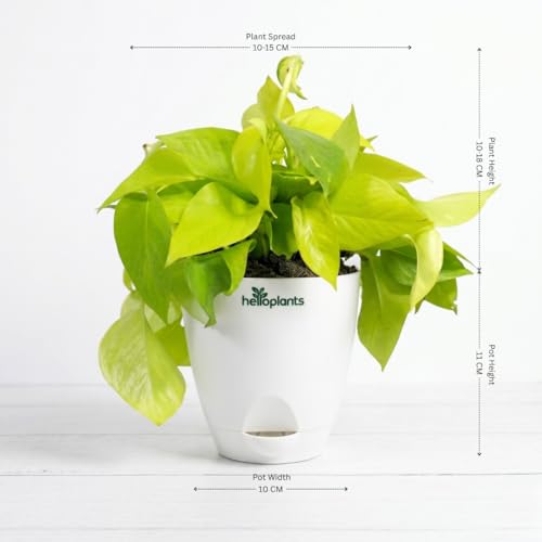 Image of Golden Money Plant Air Purifying Indoor Live Plant Trailing Golden Pothos Vine in a 4-Inch Self-Watering Matte White Pot