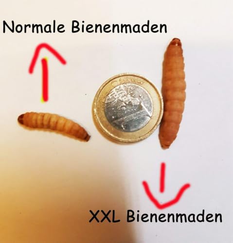 ANEWSIR Zoo-Papp Bienenmaden lebend XXL 250 Stück Wachsmaden Lebendfutter Reptilien | lebende Maden zum Angeln | Futtertiere lebend Maden Angeln lebend Maden lebend Wachsmottenlarven lebend