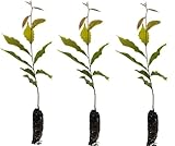 Chestnut Trees Live Plants (3 Pack) – Hardy Nut-Bearing Trees for Home Orchards & Landscaping – Fast-Growing Chestnut Saplings