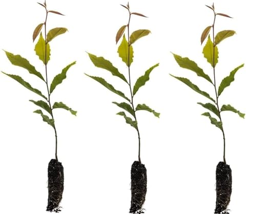 Chestnut Trees Live Plants (3 Pack) – Hardy Nut-Bearing Trees for Home Orchards & Landscaping – Fast-Growing Chestnut Saplings - Backyard Food Production