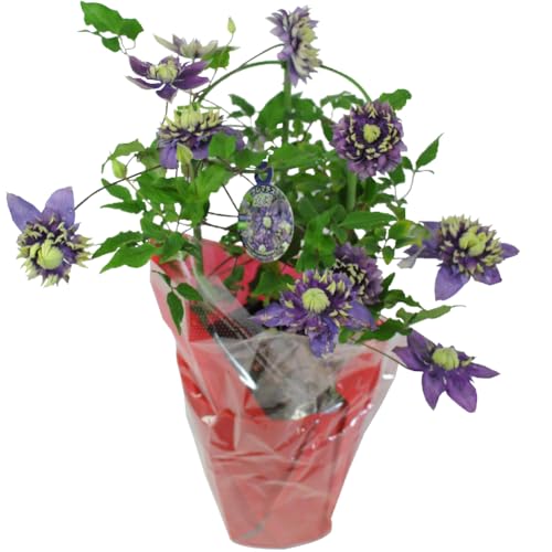 クレマチス ガーデニング 品種」の人気商品一覧 | 安い商品を通販