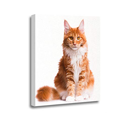 Ansouyi 16x20 Inches Canvas Wall Art Painting Portrait of Domestic Red Maine Coon Kitten Months Old Cute Young Cat Sitting in Home Decorative Artwork Prints