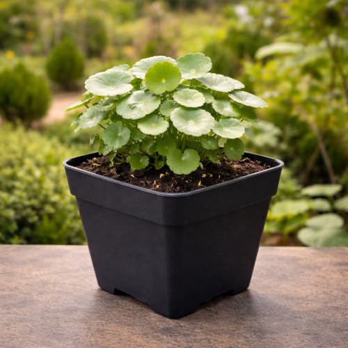 Image of UGAOO BHARAT Live Chinese Money Plant | Decorative, Indoor, Coin Leaf