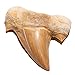 KALIFANO Authentic Fossilized Prehistoric Shark Teeth - Morocco