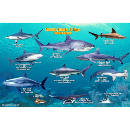 Frankos Maps Florida Shark and Rays ID-Card