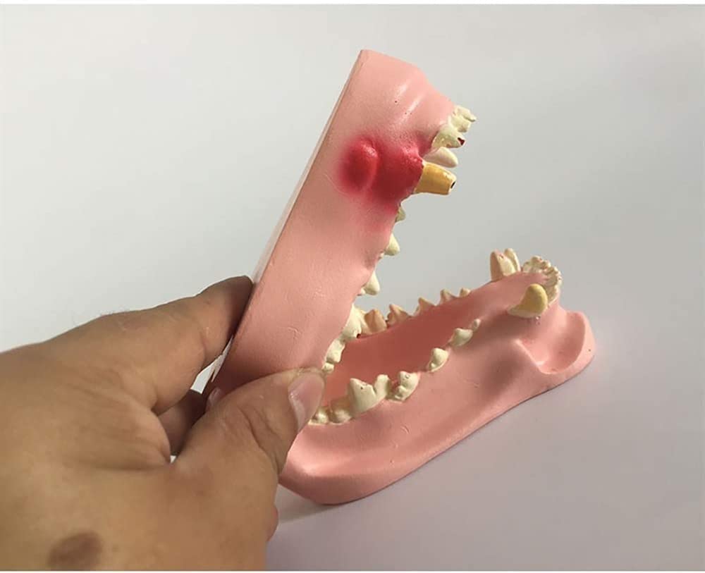 Model dentystyczny psa - przezroczysta anatomia zwierzęcia replika szczęki psa z powszechnymi patologiami do biura weterynaryjnego narzędzie edukacyjne