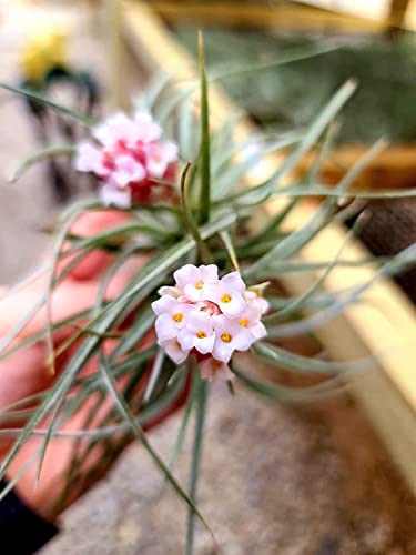 Large Air Plants - 3 Hybrid No. 1-4 to 6 Inch Air Plant - Color & Form Varies by Season - 30 Day Guarantee on Tillandsia from The Drunken Gnome (3, One Size 4-6")