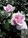 Rosa Pacific Blue ® - Edelrose Pacific Blue - Tantau Rose