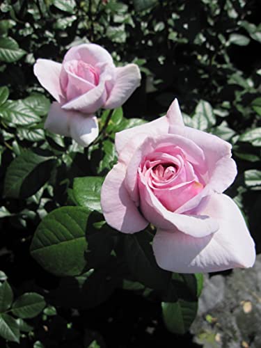 Rosa Pacific Blue ® - Edelrose Pacific Blue - Tantau Rose