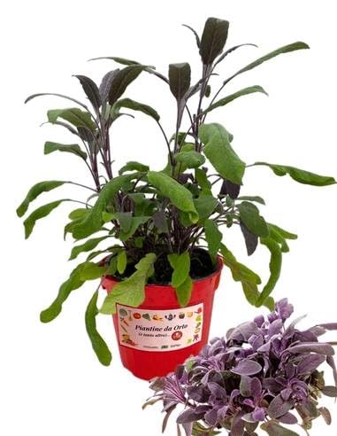 P. Piantine da Orto |Salvia Foglia rossa, Pianta in Vaso Diametro 14 cm, Pianta Pronta per il Trapianto, Pianta Vera da Esterno, Piantina Aromatica per Balcone o Terrazzo, Vivaio Italiano