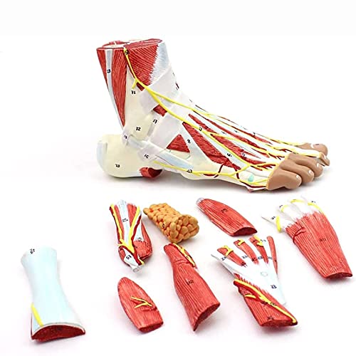 Anatomie du pied muscles et ligaments articulaires avec vaisseaux sanguins