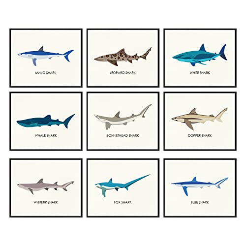 Image of 97 Decor Whale Shark Poster - Shark Decor for Boys Room, Sea Life Pictures Wall Art, Vintage Sharks Knowledge Prints, Sea Creature Nursery Artwork for Kids Bedroom Decoration (8x10 UNFRAMED)