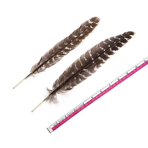 20Pcs Natural Turkey Feathers Bulk 10-12 Inch Wild Turkey Feather For Diy Crafts Project Collection Wedding Decoration Erikord #TOP1