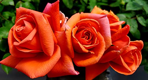Ma Cherie Roses - Royal Dane Rose Bush Ready to Plant, 2 Quart Potted Live Rose Plant, Apricot Orange Rose, Plant Gifts