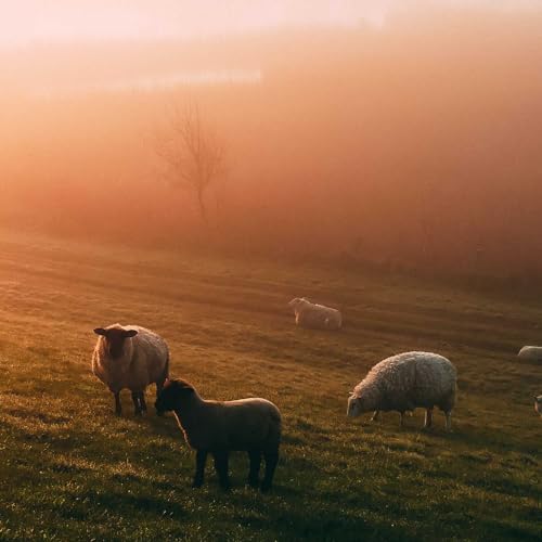 YOU STILL LOVE ME// Peter S. Favuzzi Ft. Dawn C.