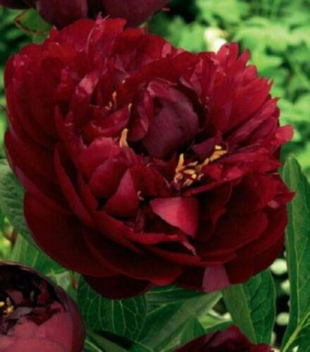 Pfingstrose Buckey Belle Paeonia Lactiflora"1 Wurzelstück mit Augen" Rarität