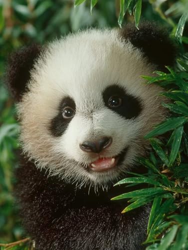 G 킢, G LoX p_, DIY hG LoX ܂ ANyCg uV, Paint by Numbers for Adults, hG yCgoCio[, z[ ItBX, Mtg , H 