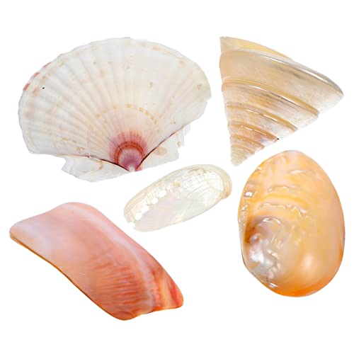 Alipis 5 Piezas Accesorios de Tiro Manualidades con Conchas Naturales Adorno de Conchas Naturales caracola Home Decor decoração casa Conchas Marinas decoración Creativa de Conchas