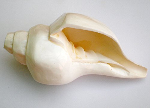Coquille de conque soufflante/Shankh Blanc uni