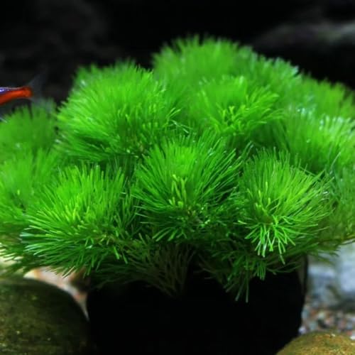 wasserpflanzen aquarium, teichpflanzen winterhart grünpflanzen alte sorten ausgefallene geschenke bio aquariumpflanzen bodendecker kräuterpflanzen 200samen