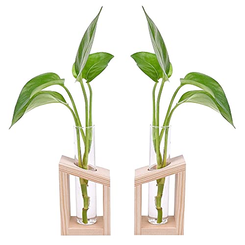 2 Piezas Jarrón Hidropónico de Madera, Jarrón de Tubo Vídrio, Tubo de Ensayo Hidropónico, Florero con Brotes En Soporte De Madera para Plantas Hidropónicas, Esquejes, Oficina