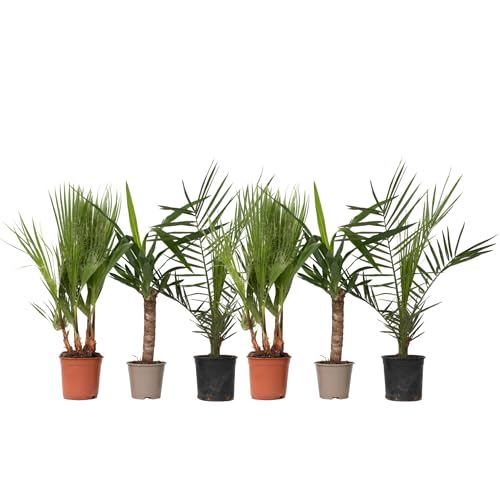 Plant in a Box - Palmiers - Mix de 6 - Palmier Plante naturel d interieur - Phoenix - Yucca Washingtonia - Pot 14/15cm - Hauteur 50-70cm