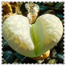 6: 200 semi/confezione piante grasse resistenti all radiazioni fiori di pietra sani Lithops pseudotruncatella semi, pianta bonsai giardino Domestico