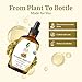 SVA Pumpkin Seed Oil Organic - 4 Fl Oz – 100% Natural Cold Pressed Organic Pumpkin oil - for Face, Skin Care, Hair Care, Scalp Massage & Body Massage – Carrier Oil with Dropper