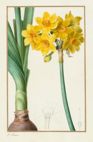 Cuadro en lienzo vintage de narcisos de Pancrace Bessa para decorar tu dormitorio, 60x90cm