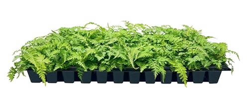 Japanese Painted Fern | 3 Live Plants | Athyrium Niponicum | Shade Garden Essential | Lush Foliage Accent