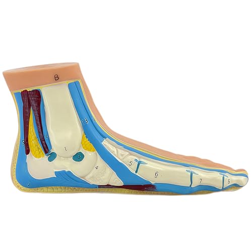 Image of Human Foot Anatomy Model with Numbered Structures, Life-Size Flat Foot for Education, Podiatry Study, and Patient Demonstration