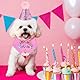 Qianyu Hunde Geburtstag Hut Bandana Set 3 Stücke Hunde Geburtstags Bandana Mütze mit 9 Bling Nummern Hund Geburtstag Deko Haustier Alles Gute Zum Geburtstag Liefert für Welpenkatzenhaustie