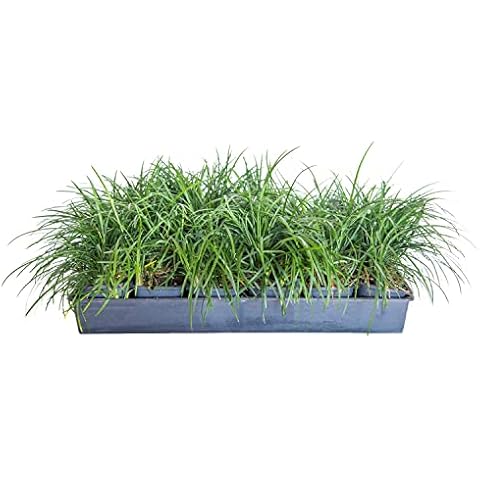 Mondo Grass 18 Pack - Evergreen Groundcover - Full Sun to Part Sun Live Outdoor Plant Loropetalum Grass Plugs Cover